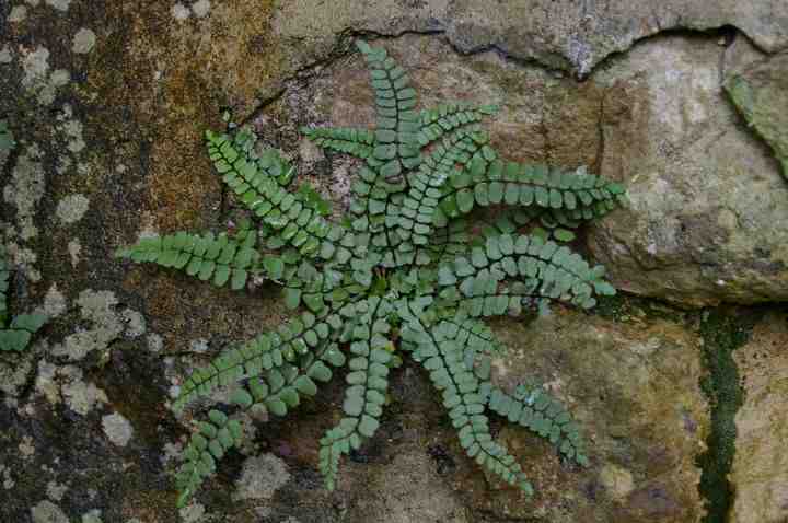 3 Capillaire Asplenium trichomanes.JPG